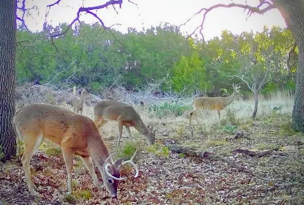 $825,000 | 730 Highway 84, Goldthwaite, TX 76844