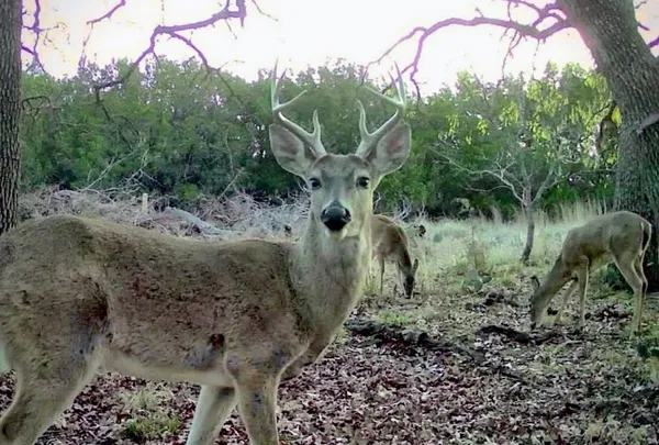 $825,000 | 730 Highway 84, Goldthwaite, TX 76844