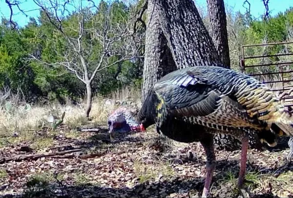 $825,000 | 730 Highway 84, Goldthwaite, TX 76844