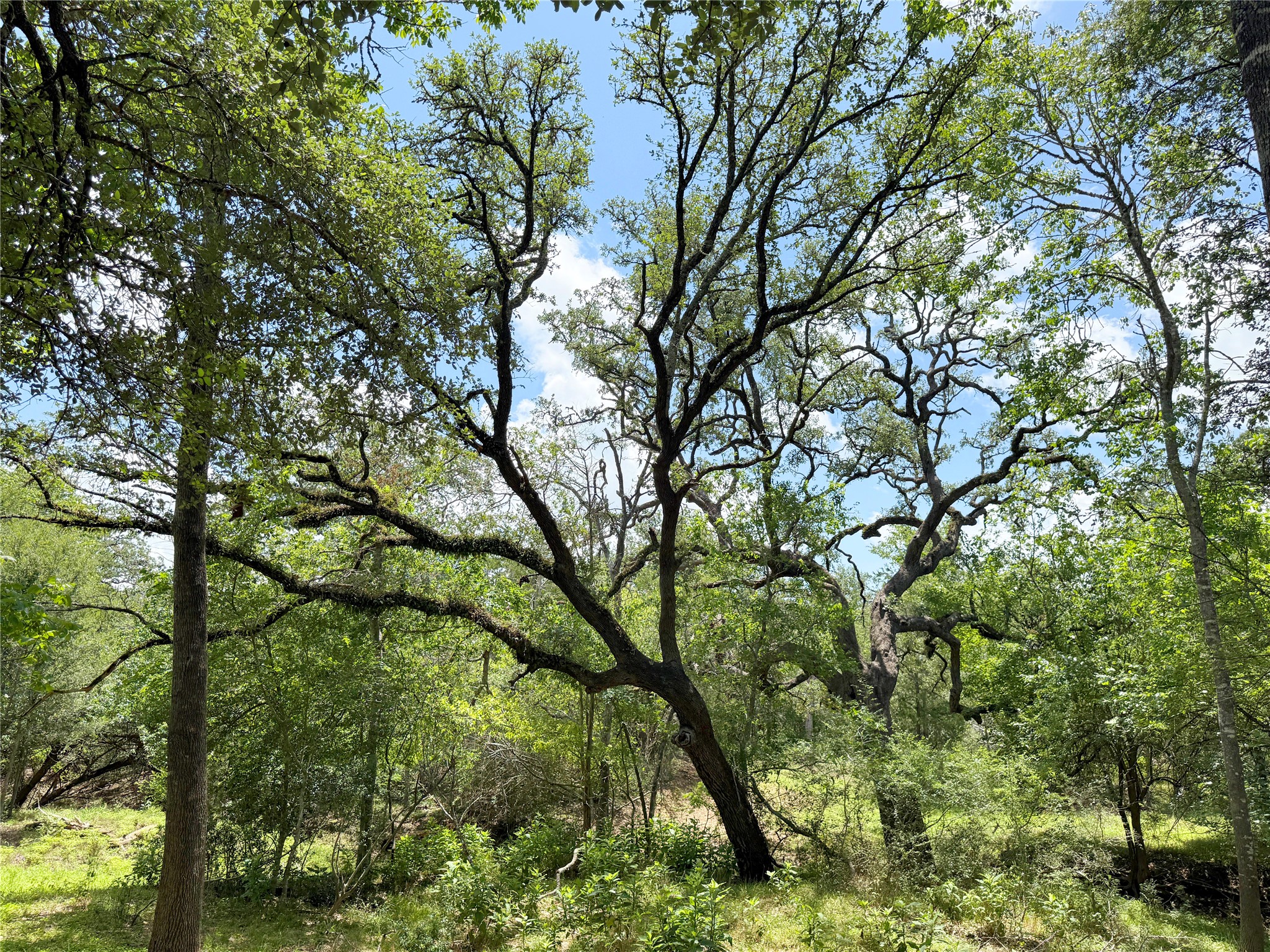 141 Grassyville Road Paige, TX 78659 - Photo 28 of 34 a picture of tree
