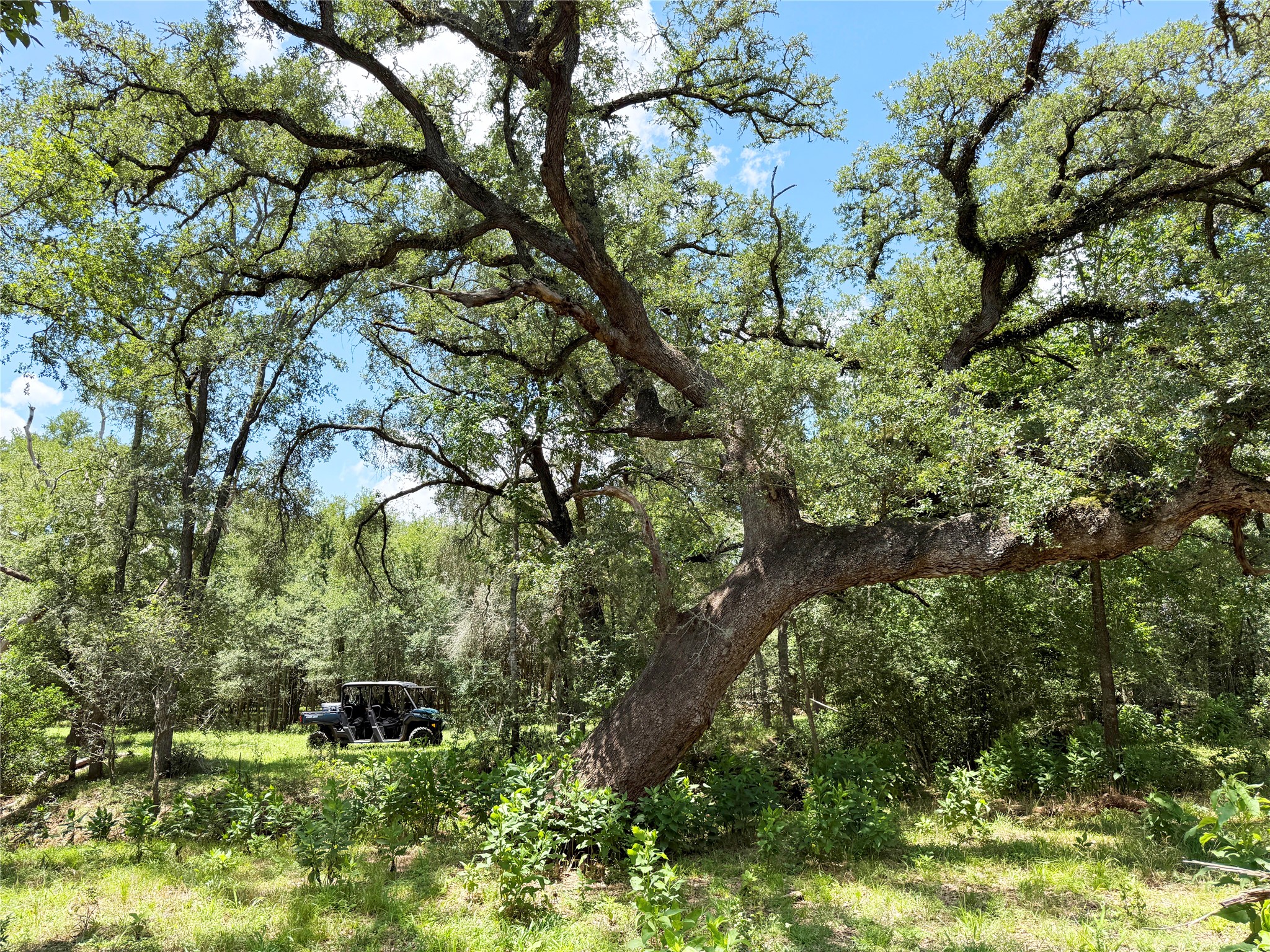 141 Grassyville Road Paige, TX 78659 - Photo 30 of 34 a yard with lots of trees