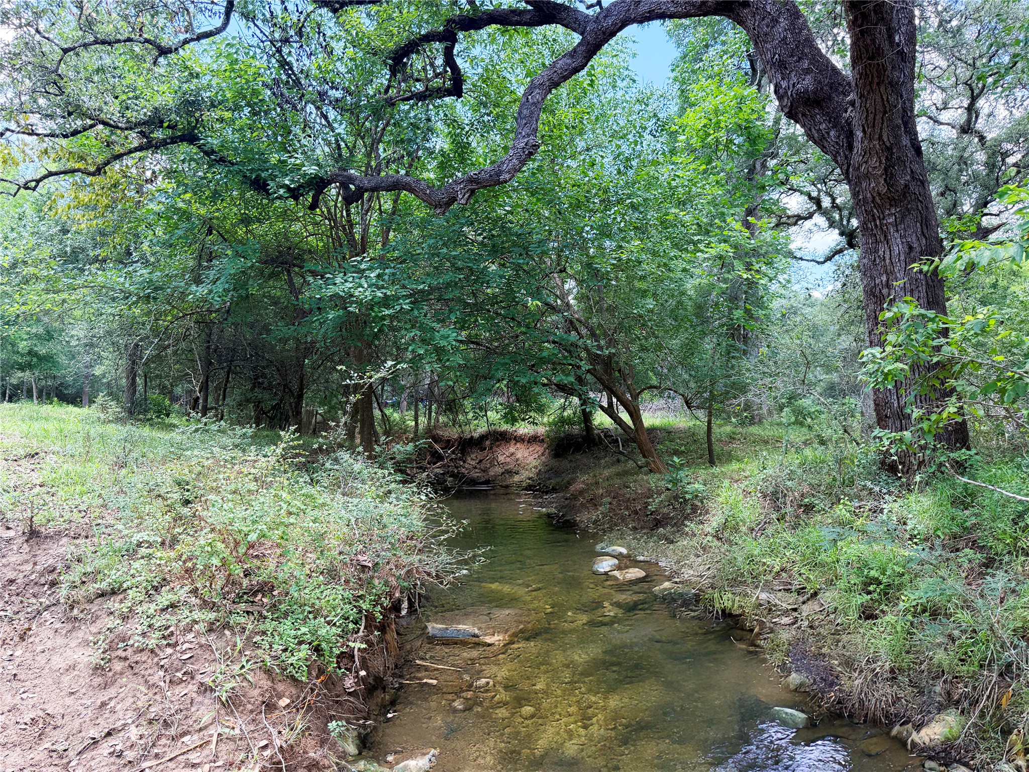 141 Grassyville Road Paige, TX 78659 - Photo 3 of 34 a view of a forest with large trees