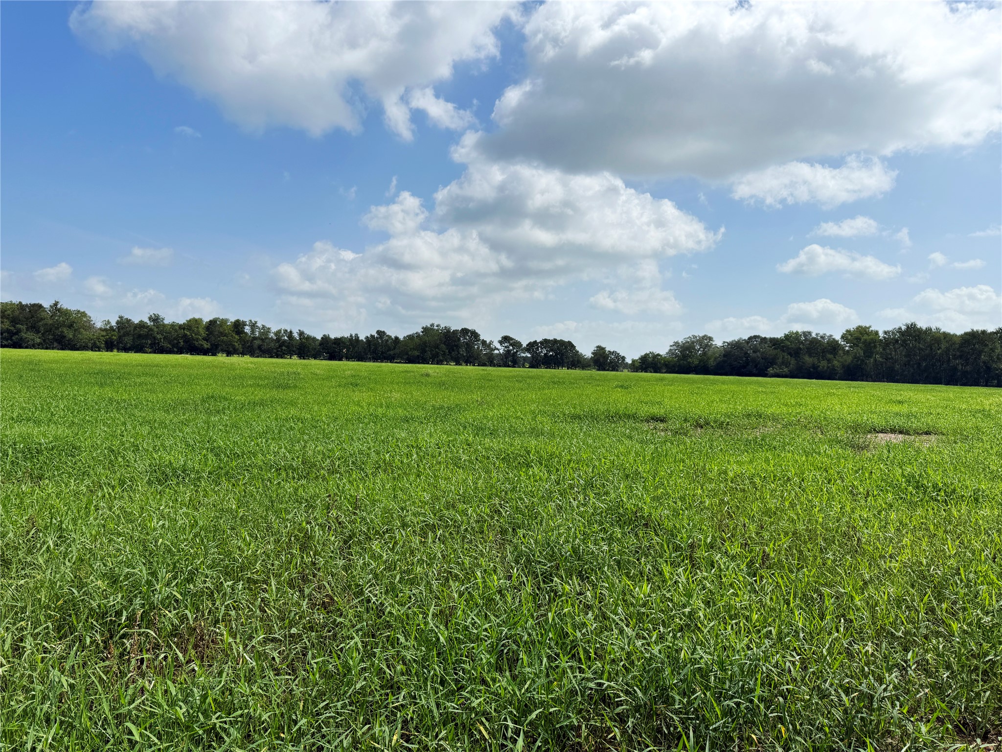 141 Grassyville Road Paige, TX 78659 - Photo 33 of 34 a view of a big yard with plants and large trees
