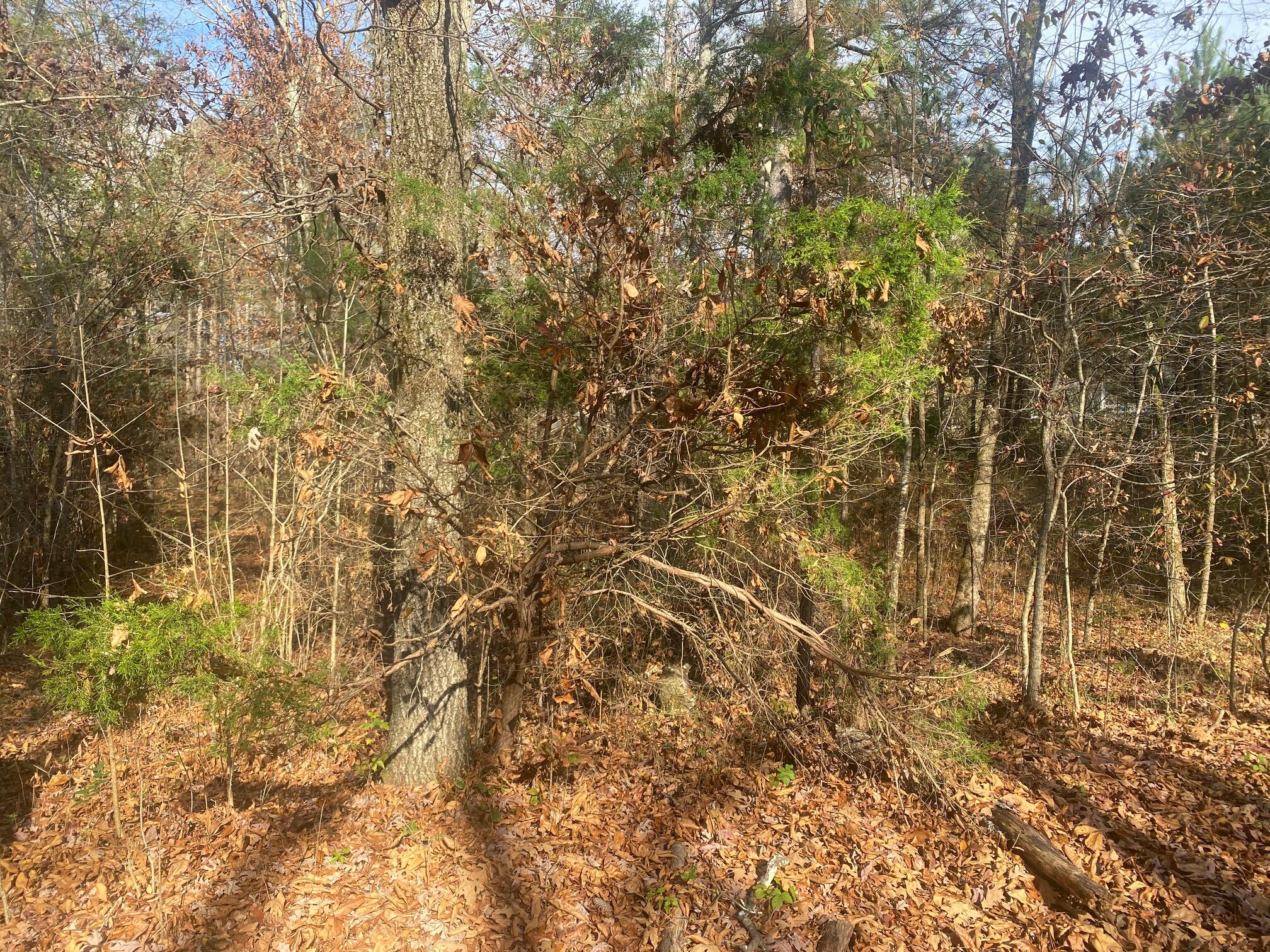 11305 Blair Road Apison, TN 37302 - Photo 2 of 5 Land