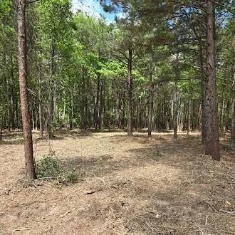 a view of a yard with trees
