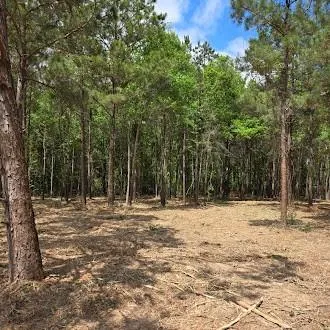 a view of of trees with wooden fence