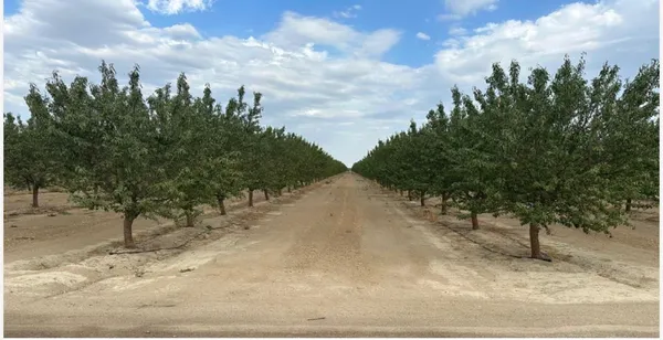 a view of a dry yard with trees in the background
