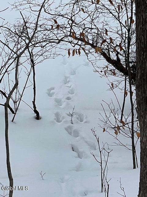 62 Tybush Lane Brunswick, NY 12180 - Photo 42 of 74 trees with deer tracks