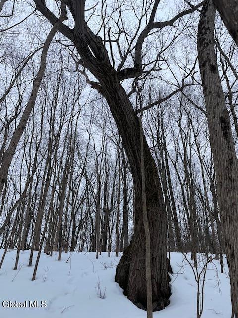62 Tybush Lane Brunswick, NY 12180 - Photo 54 of 74 Winter tree
