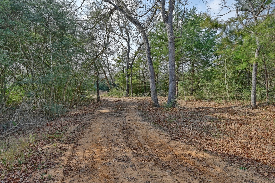 25504 Squirrel Road New Ulm, TX 78950 - Photo 19 of 37 a view of a forest with trees in the background