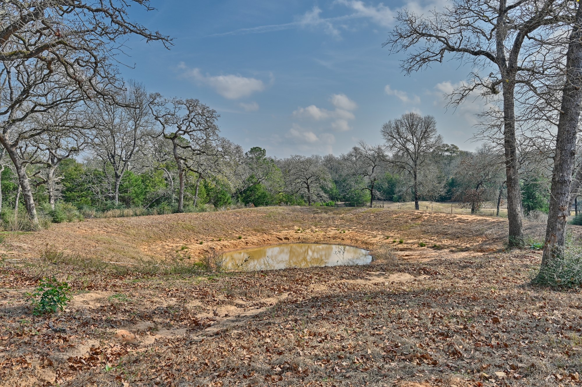 25504 Squirrel Road New Ulm, TX 78950 - Photo 25 of 37 a view of a yard with large trees