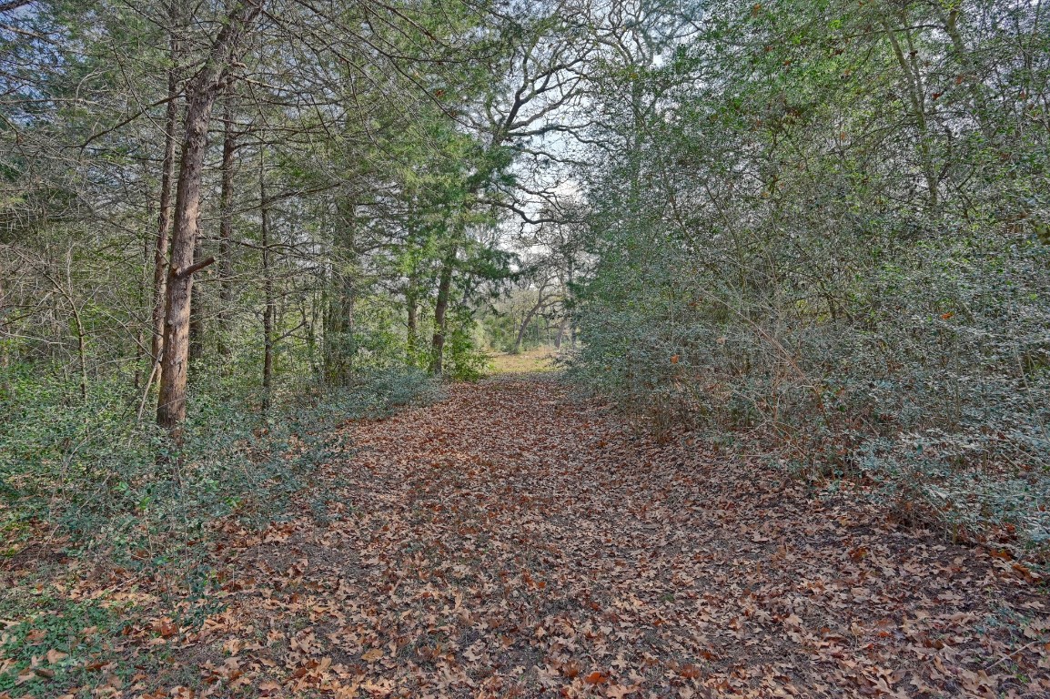25504 Squirrel Road New Ulm, TX 78950 - Photo 32 of 37 a view of a forest with trees in the background