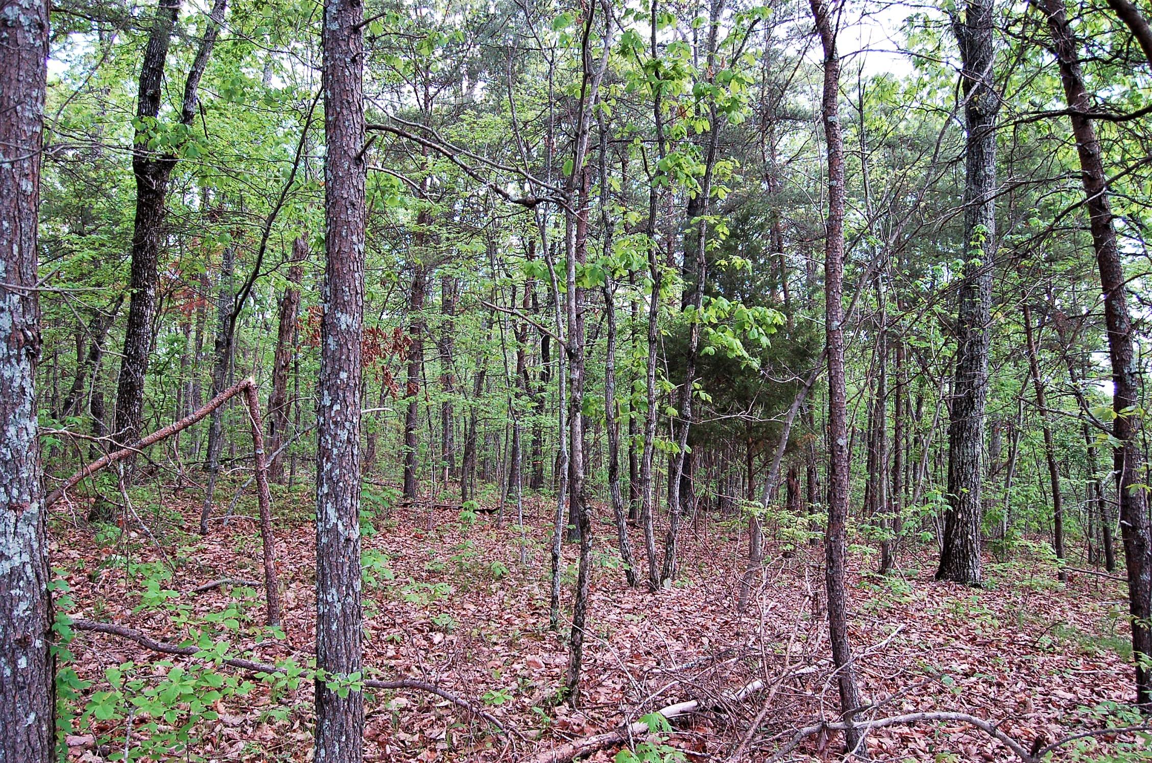 12124 Burchard Road Soddy Daisy, TN 37379 - Photo 17 of 19 DSC_0107