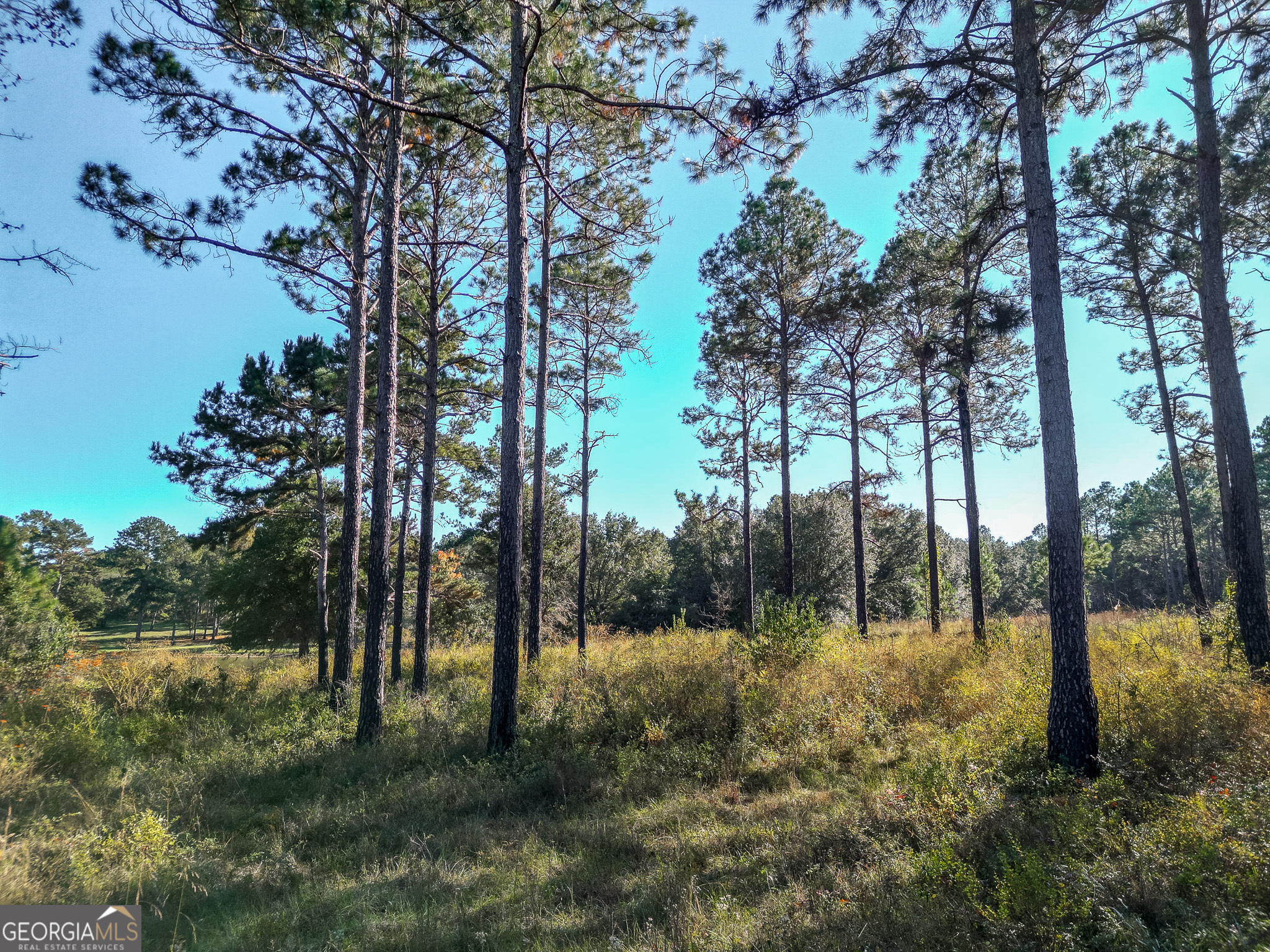0 New York Road Leesburg, GA 31763 - Photo 13 of 19 a view of a yard