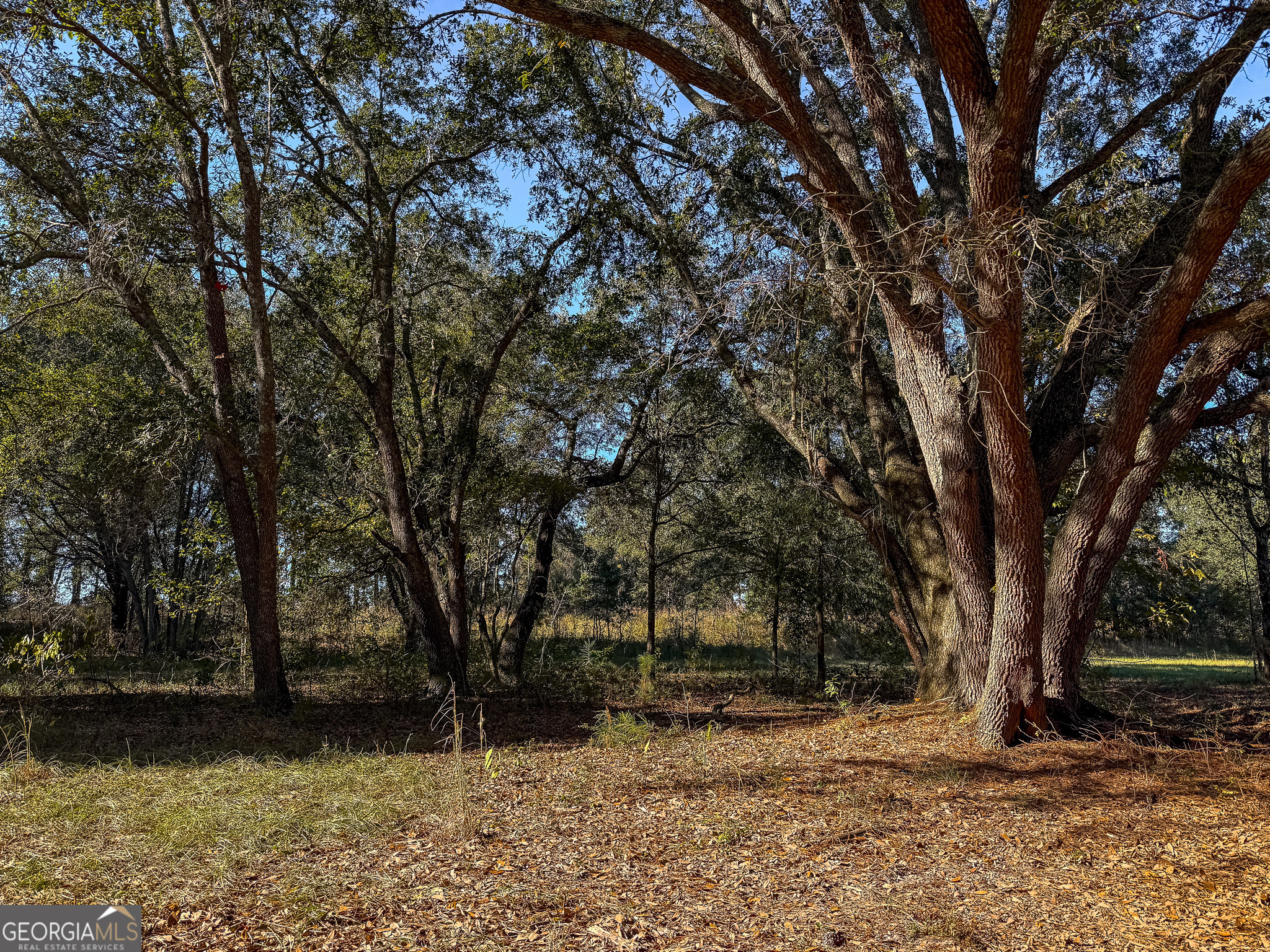 0 New York Road Leesburg, GA 31763 - Photo 16 of 19 a view of a yard with a tree