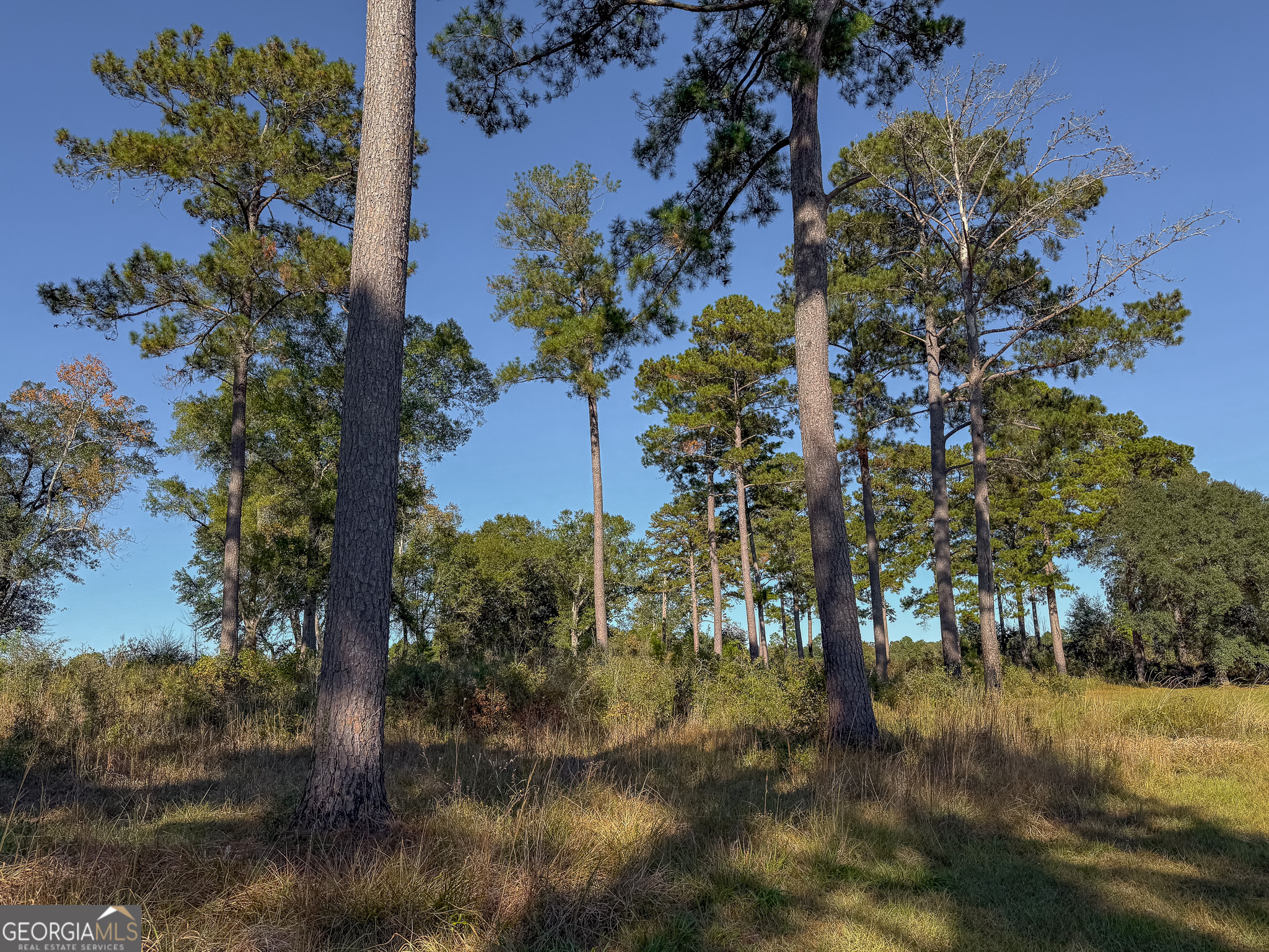 0 New York Road Leesburg, GA 31763 - Photo 18 of 19 a view of a yard
