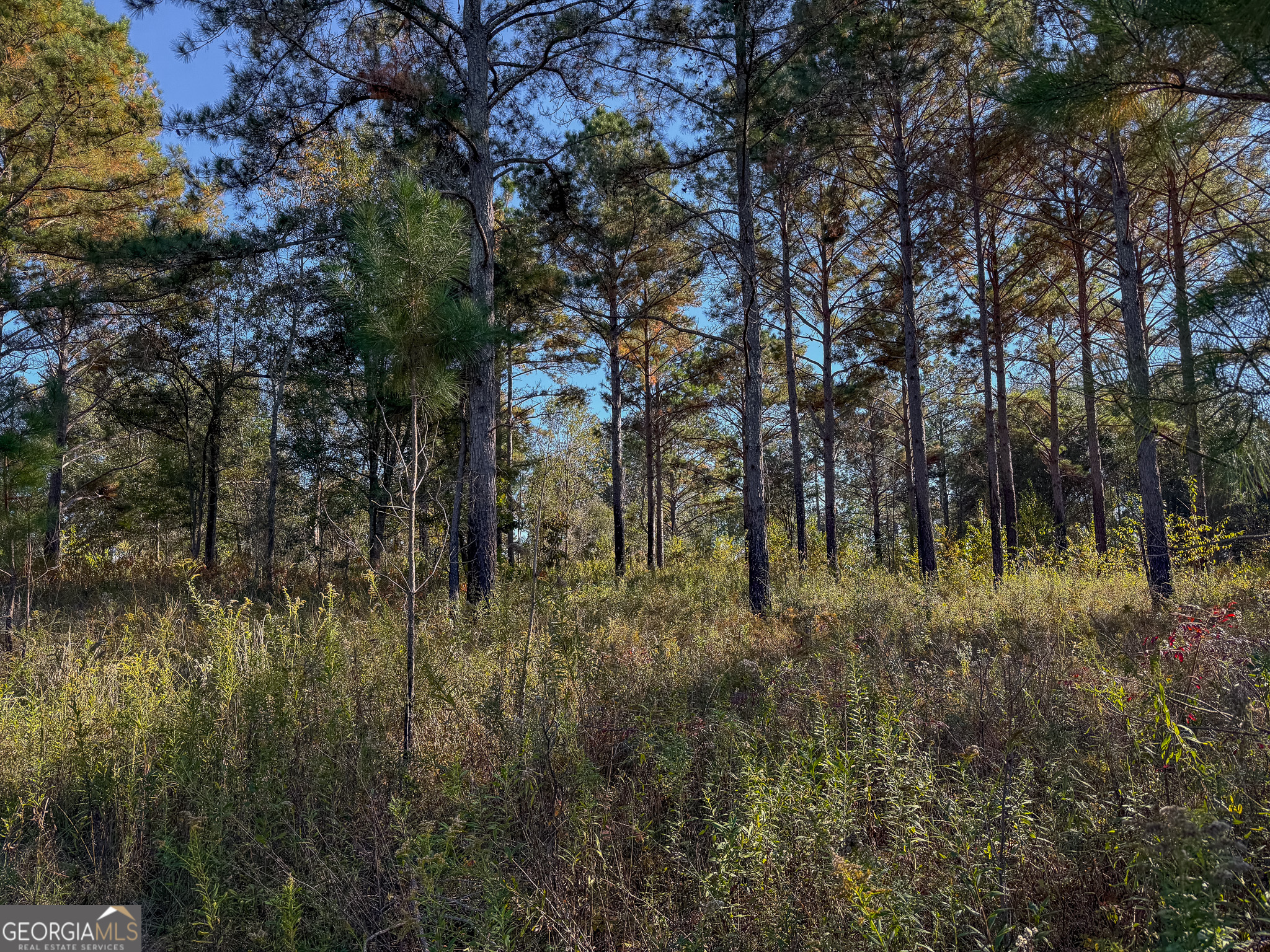 0 New York Road Leesburg, GA 31763 - Photo 19 of 19 a view of a forest with lots of trees