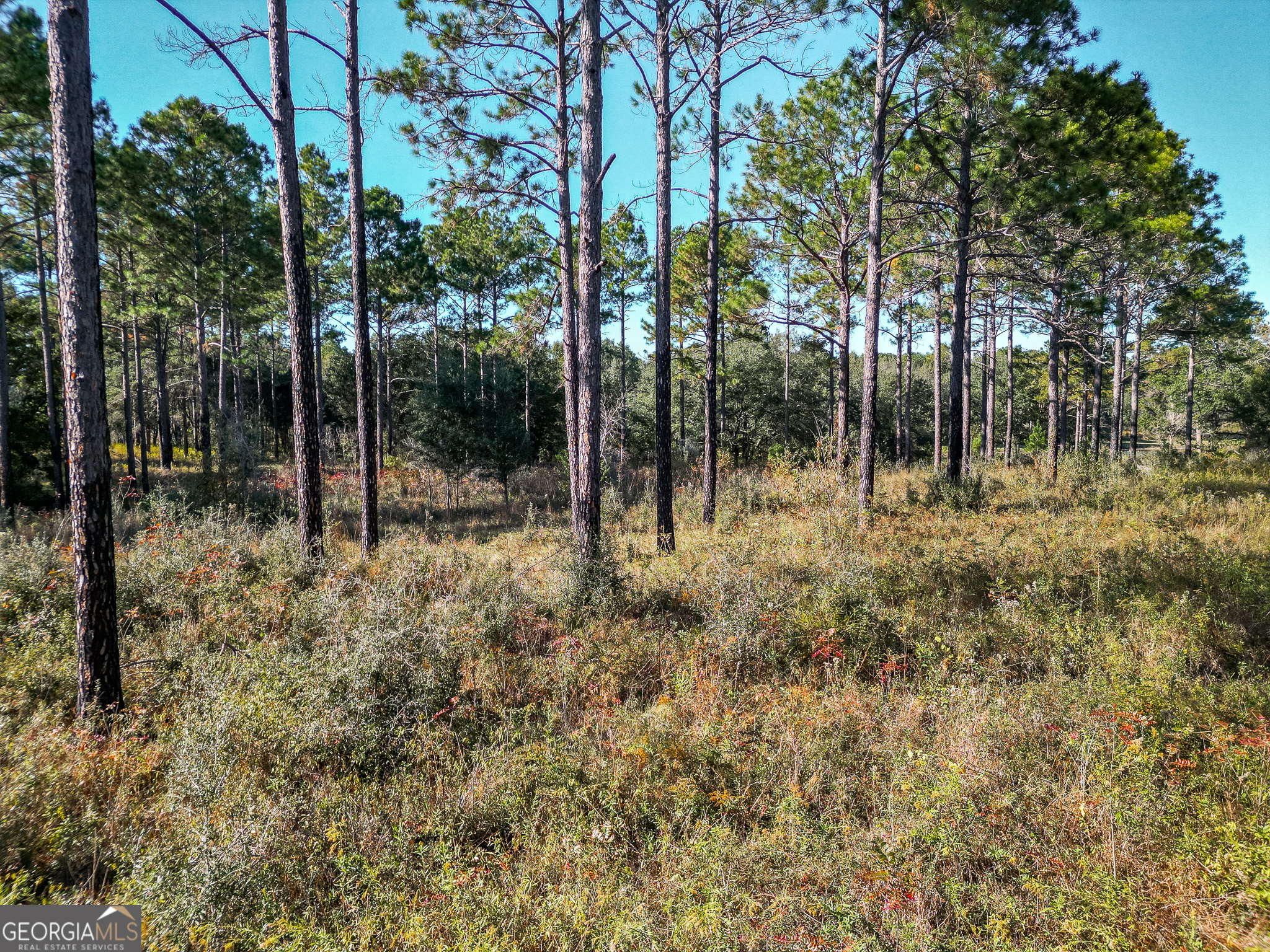 0 New York Road Leesburg, GA 31763 - Photo 3 of 19 a view of outdoor space and trees