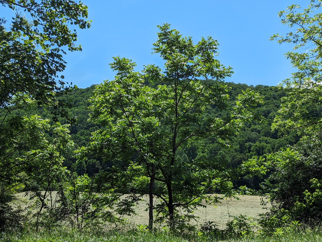 1.48 Daves Road Morganton, GA 30560 - Photo 3 of 8