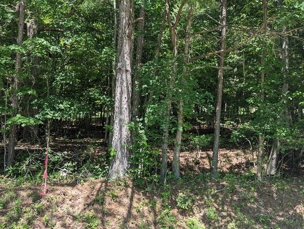 1.48 Daves Road Morganton, GA 30560 - Photo 4 of 8