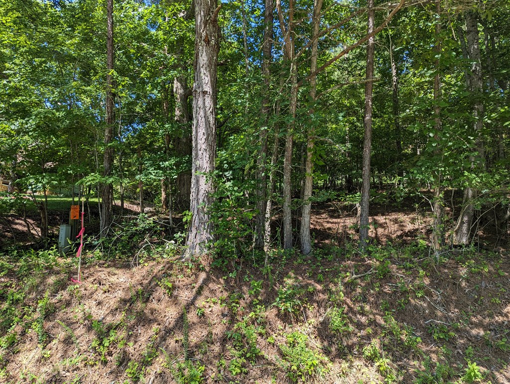 1.48 Daves Road Morganton, GA 30560 - Photo 5 of 8