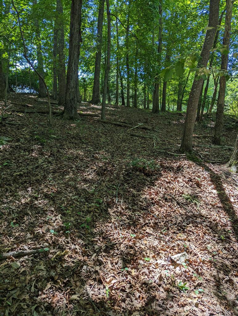 1.48 Daves Road Morganton, GA 30560 - Photo 6 of 8