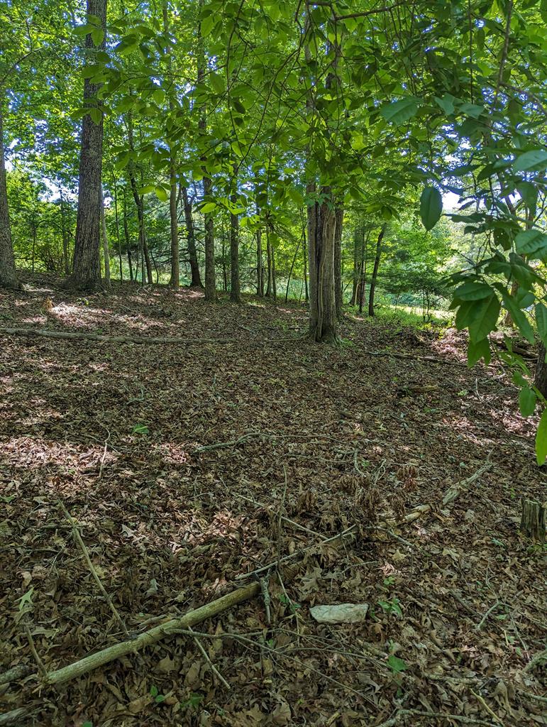 1.48 Daves Road Morganton, GA 30560 - Photo 7 of 8