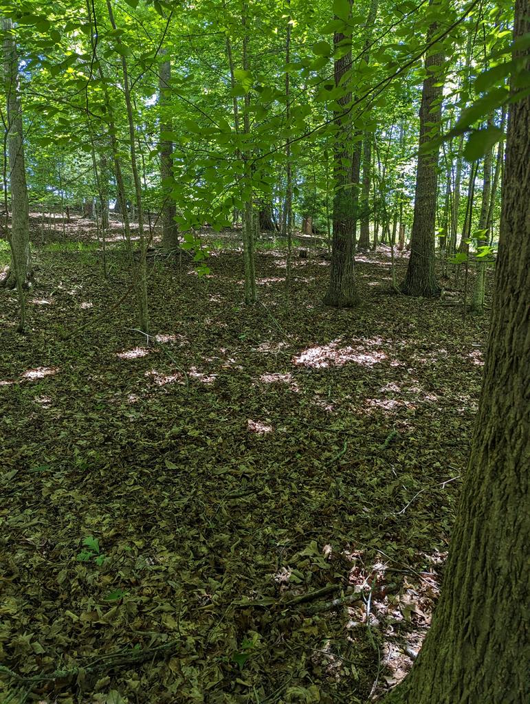 1.48 Daves Road Morganton, GA 30560 - Photo 8 of 8