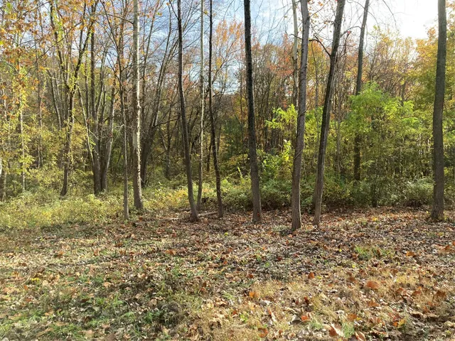 a view of a forest with trees