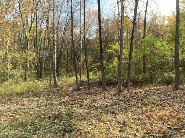 a view of a forest with trees