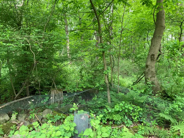 a view of a lush green forest