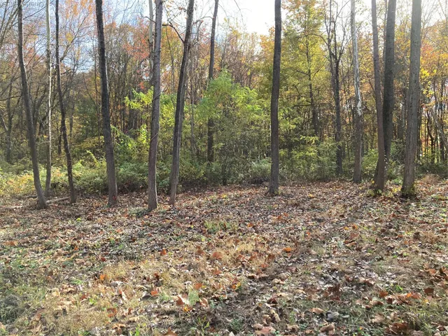 a view of a forest with trees