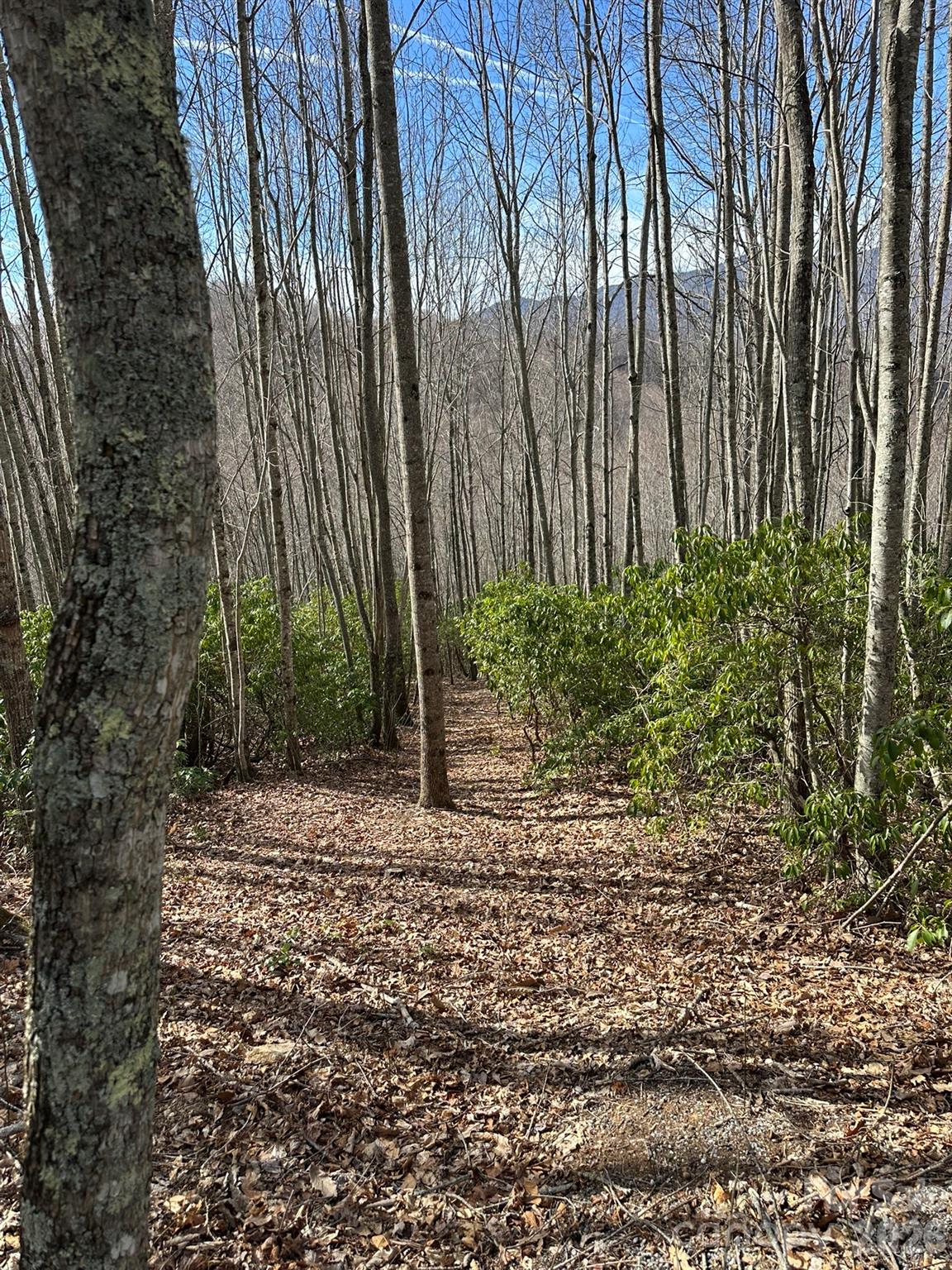 239 Down The Hl Road, Unit 239 Sylva, NC 28779 - Photo 3 of 18 a backyard of a house with lots of green space
