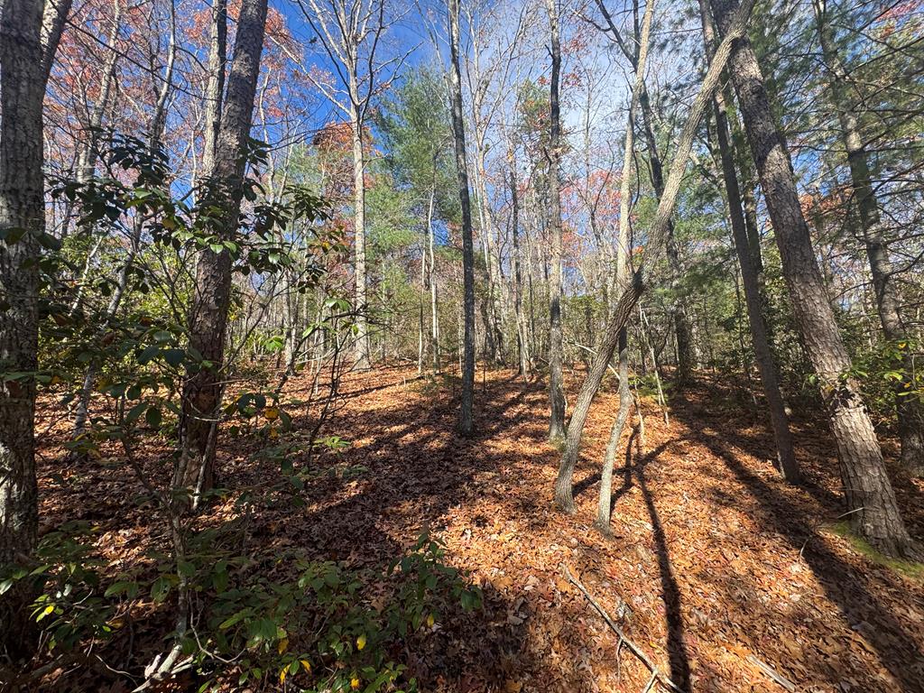 1982 Pine Log Church Road Brasstown, NC 28902 - Photo 15 of 18