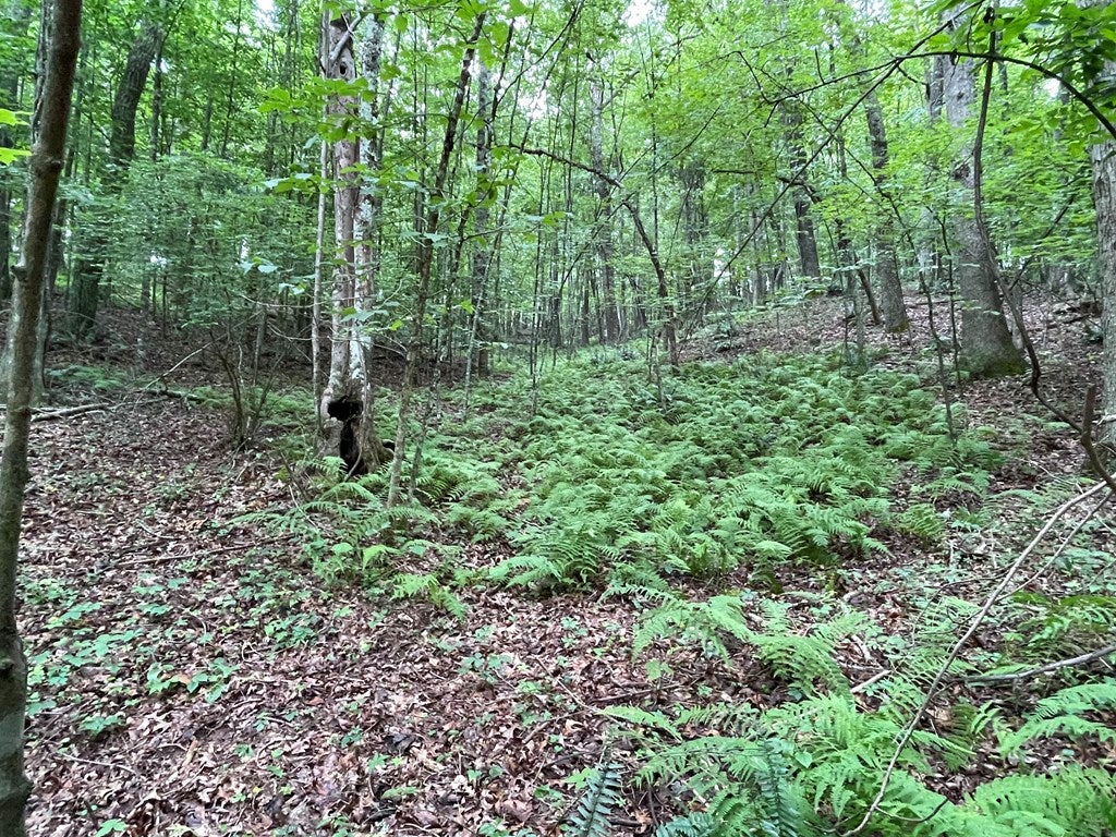 . Hemlock Ridge Road Hillsville, VA 24343 - Photo 11 of 17 Gallery Image 11