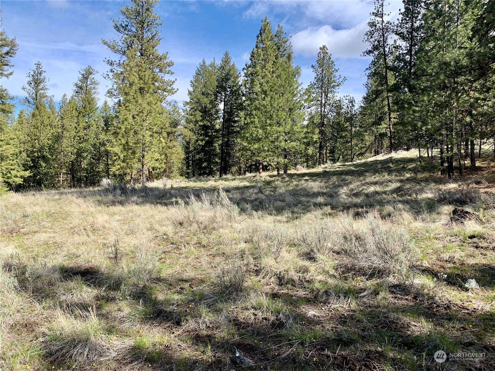 7 Buck Road Tonasket, WA 98855 - Photo 13 of 14 a view of a yard covered with trees