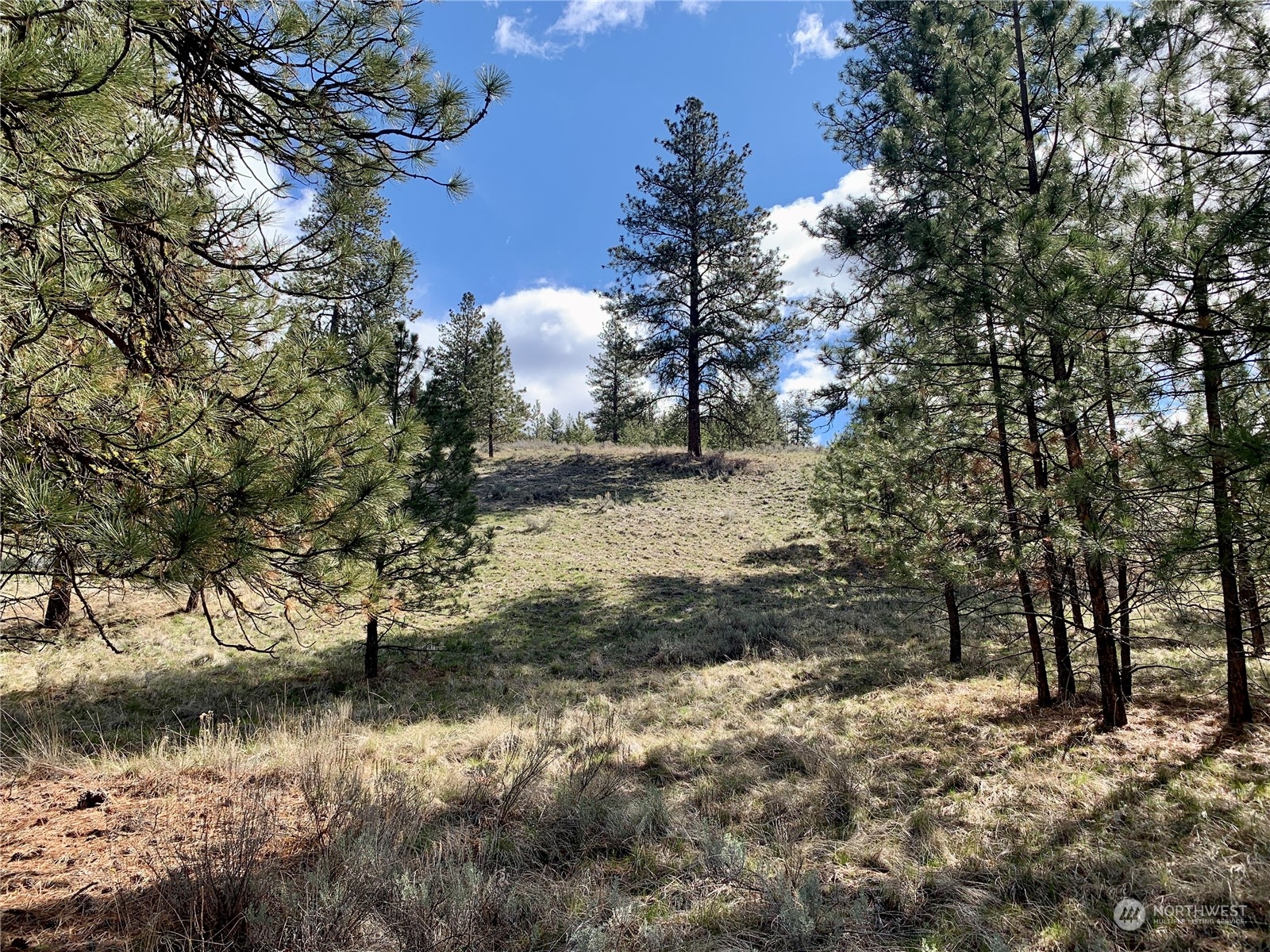 7 Buck Road Tonasket, WA 98855 - Photo 14 of 14 a view of a yard with a tree