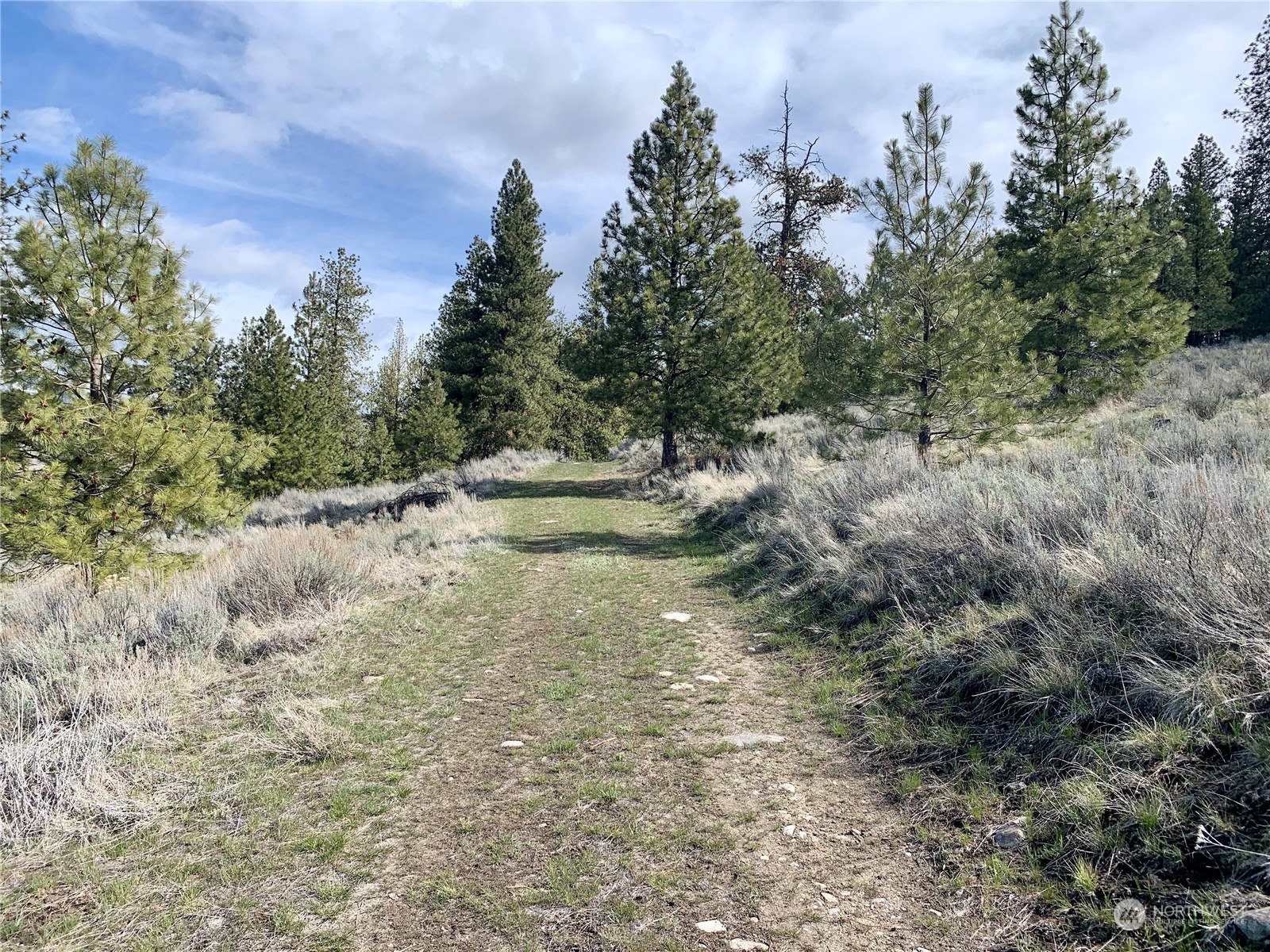 7 Buck Road Tonasket, WA 98855 - Photo 4 of 14 a view of a dry yard with trees