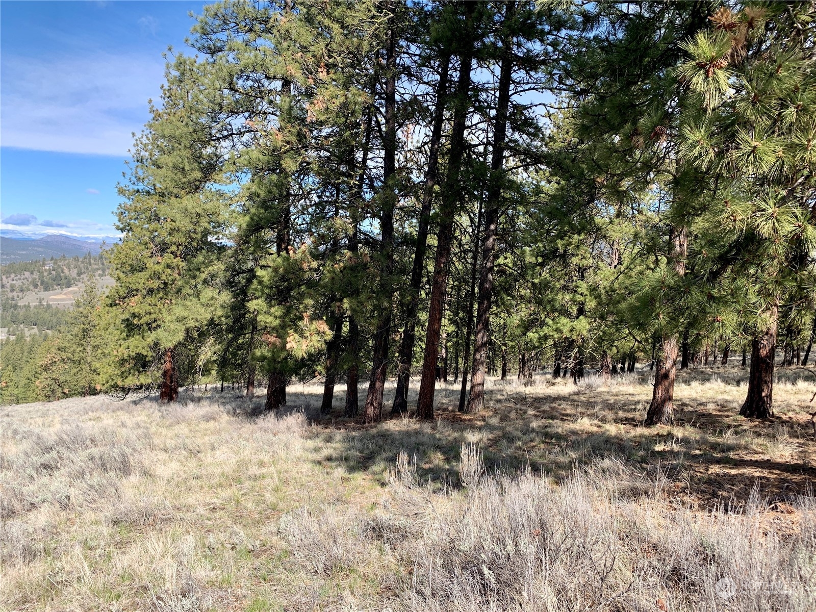 7 Buck Road Tonasket, WA 98855 - Photo 6 of 14 a view of outdoor space with trees