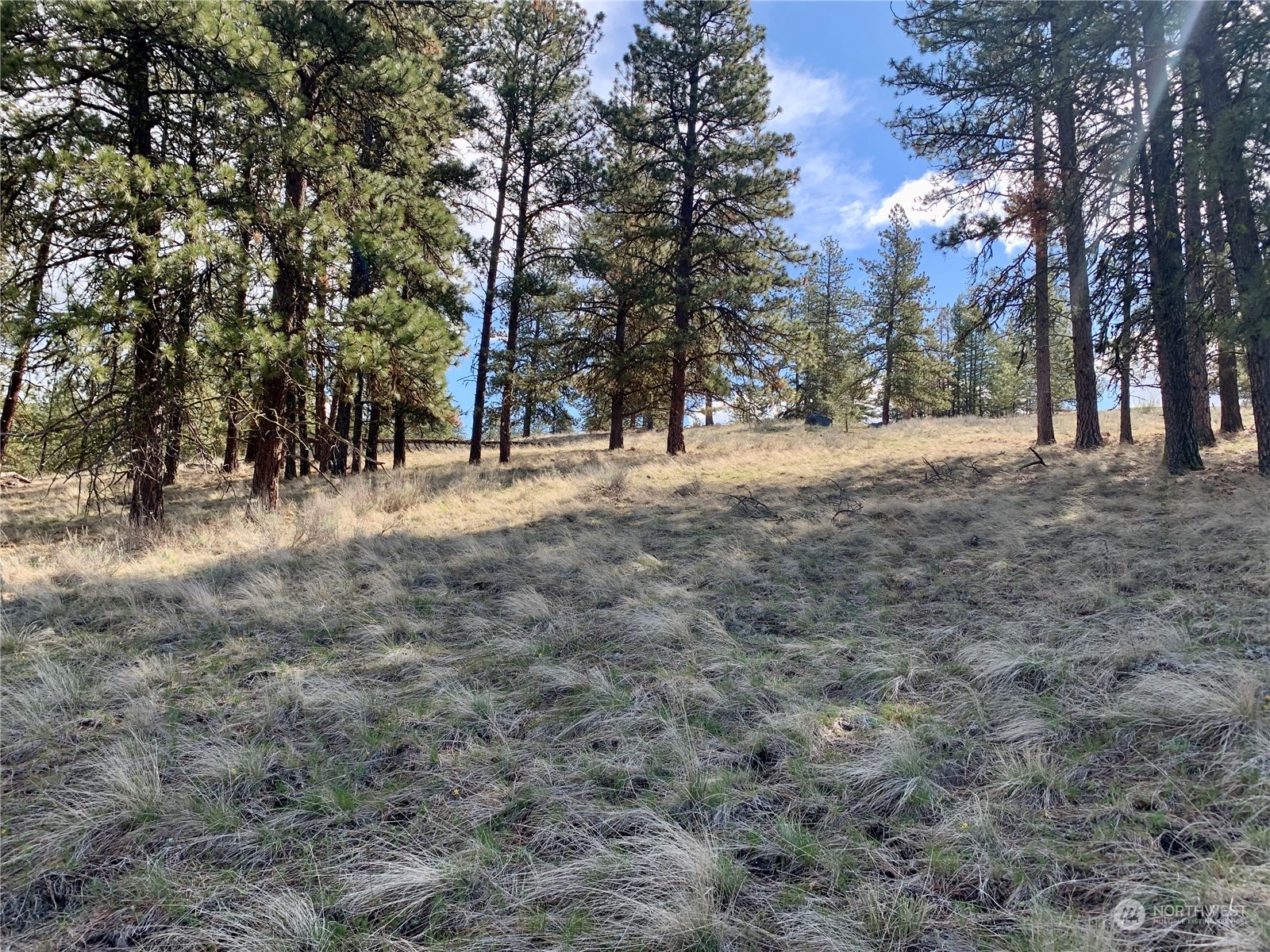 7 Buck Road Tonasket, WA 98855 - Photo 7 of 14 a view of dirt yard with a tree
