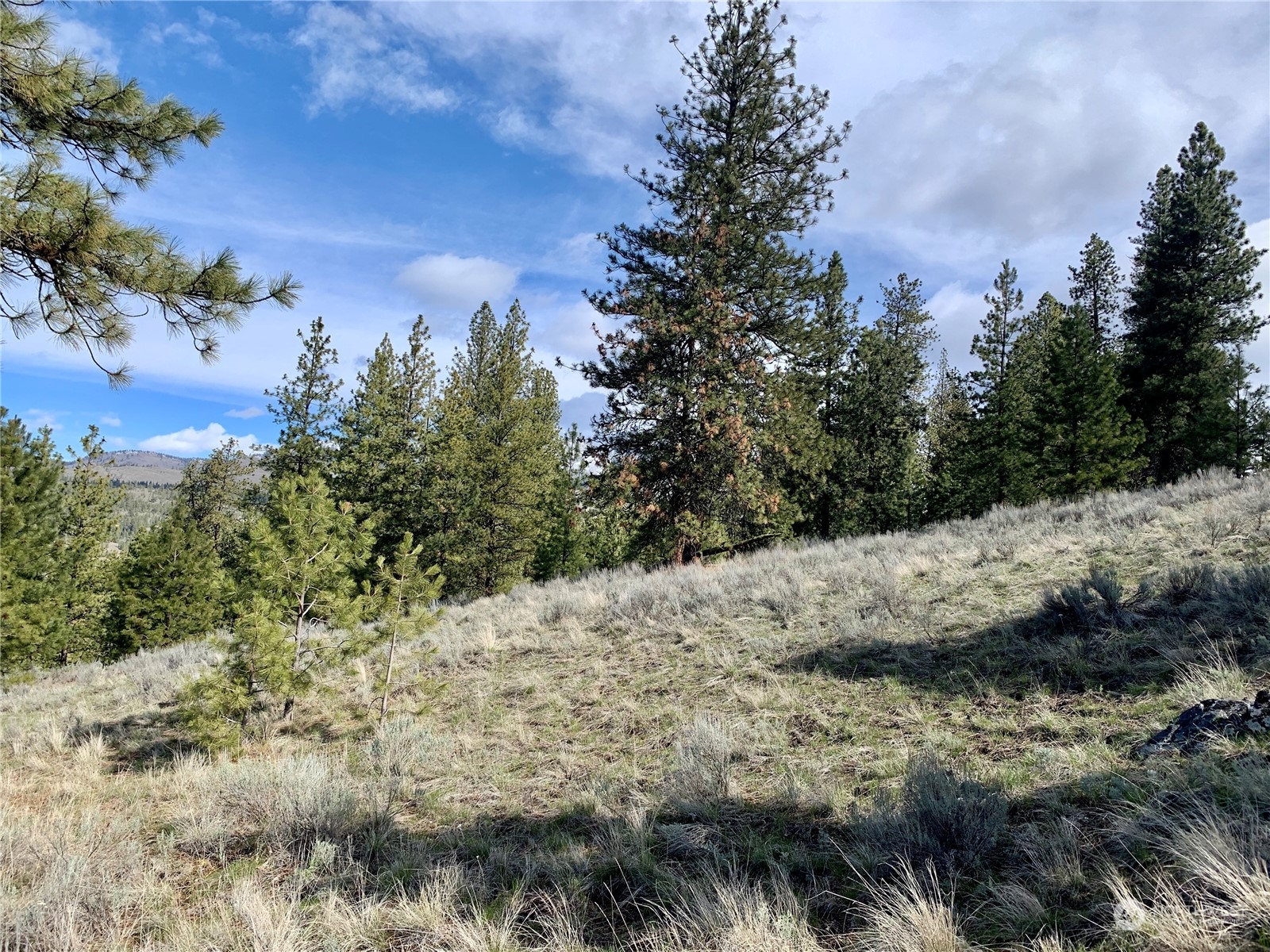 7 Buck Road Tonasket, WA 98855 - Photo 9 of 14 a view of a dry yard with lots of trees and bushes
