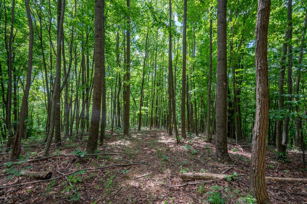 72-acres Trot Valley Road Stuart, VA 24171 - Photo 10 of 31 Gallery Image 10