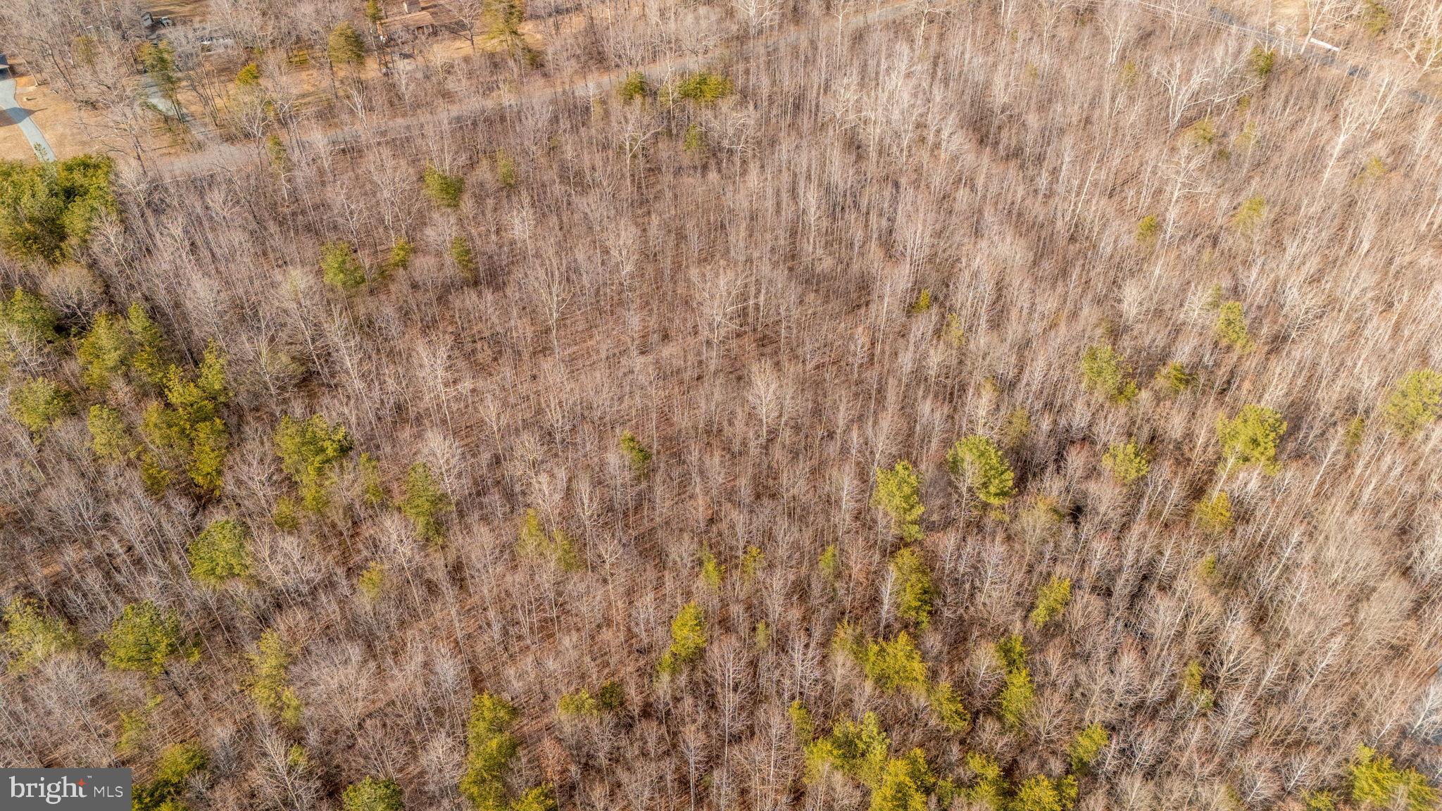 82 Cosner Road Louisa, VA 23093 - Photo 5 of 10 a close up view of a plant
