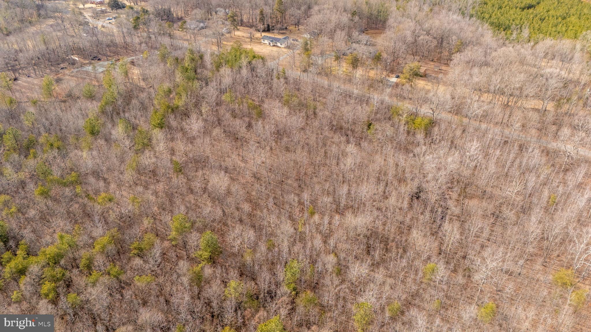 82 Cosner Road Louisa, VA 23093 - Photo 7 of 10 a close up view of a plant