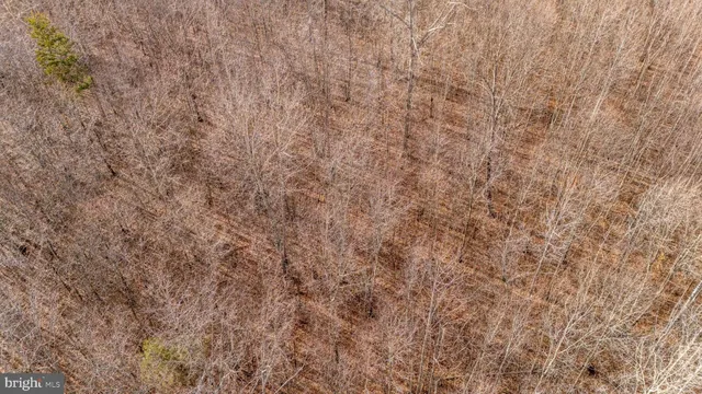 a view of backyard with tree
