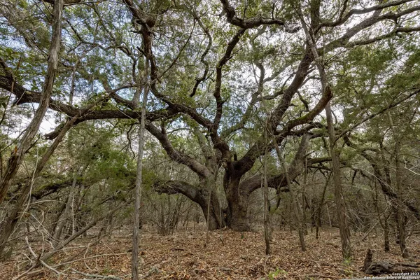 a backyard of a house with lots of trees