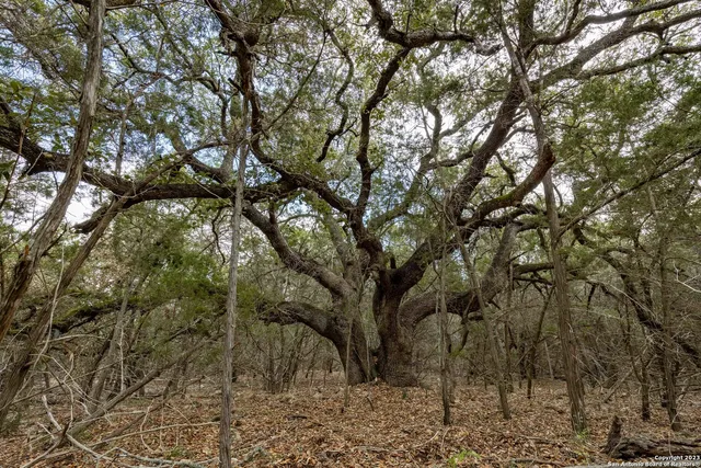a backyard of a house with lots of trees