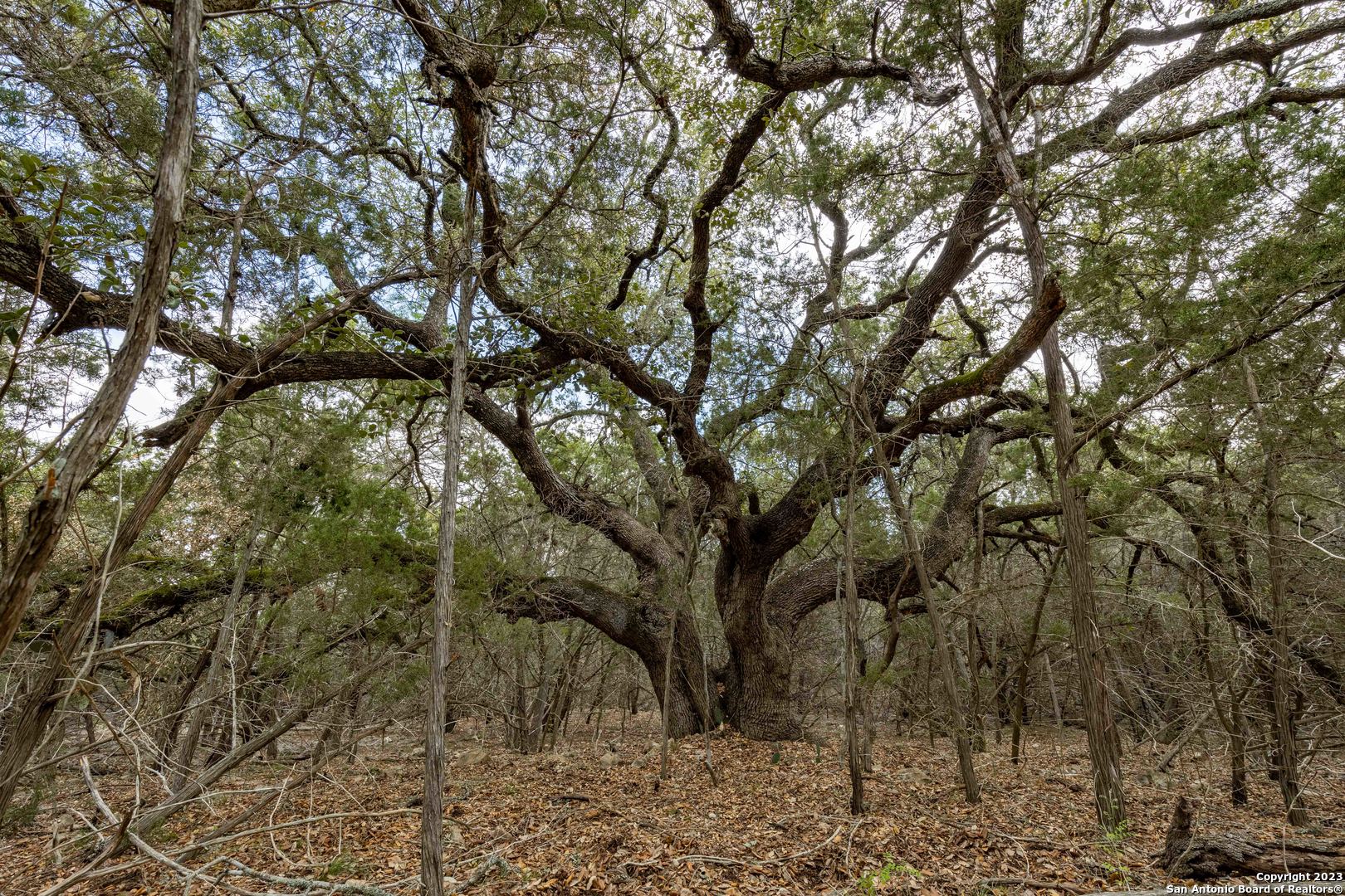 a backyard of a house with lots of trees