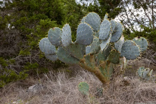 a view of a bunch of trees and houses