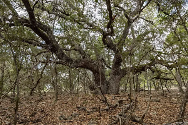 a backyard of a house with lots of trees